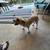 Jack Russell Terrier 4 thumbnail