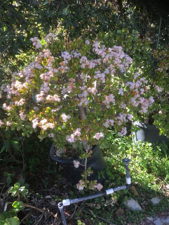 Potted Plants - $15 (Temple City)63471141574787121