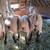 Suffolk Ewe Lambs 2 thumbnail