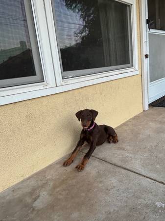 Friendly Doberman63952983338243121