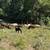 Purebred Katahdin Hair Sheep Looking For New Pastures 16 thumbnail