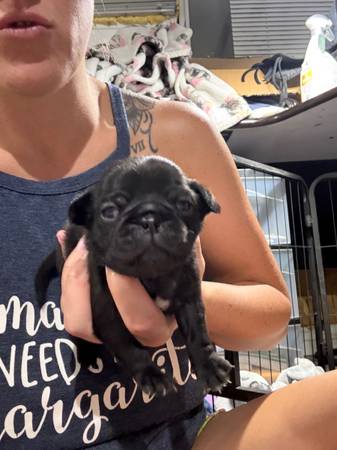 Cachorros de raza pug (Titusville)63867089709569123