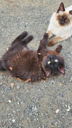 Recompensa por gatos perdidos si son encontrados (Meadow Lakes)63469799662849121