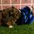 Guinea pig Male (Savethepetz) 8 thumbnail