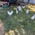 Roosters 2 thumbnail