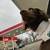 Dachshund 2 thumbnail