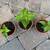 Catalpa Trees!!! 3 thumbnail