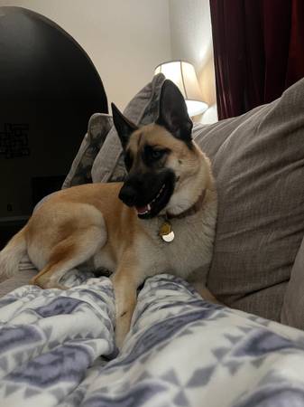 Rehoming de dos hermanos belgas Malinois (Tracy)63469793598723124