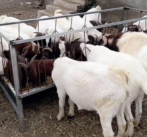 Big Goats feeder - $160 (Hemet)63471083075201123