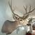 Mule DEER Shoulder Mount 2 thumbnail