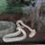 Snow albino corn snake 1 thumbnail