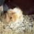 Super cute baby Abyssinian guinea pig! - $45 (Arcadia, CA) 6 thumbnail