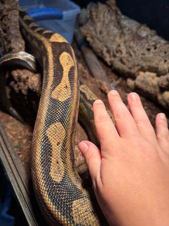 Red Tail Boa (Spanaway)63885717801731121
