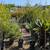 Patio Tree 2 thumbnail