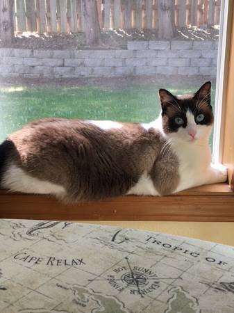 Rehoming Adorable Adult Cat63842371357441120