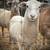 Katahdin Ewe Lambs 2 thumbnail