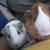 2 guinea pigs with enclosure 5 thumbnail