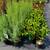 Purple Smokebush, Garden Phlox, Pink Tamarix, Red Weigela & more $6.97 3 thumbnail