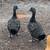 Cayugs mix Ducks 1 thumbnail