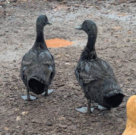 Cayugs mix Ducks 1