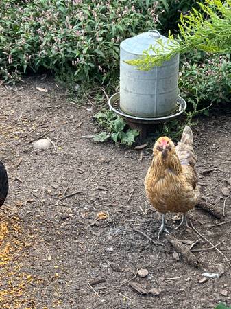 Laying chickens and roosters (Mountain City)63673405951363124