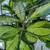 Houseplant Cuttings Bundle 11 thumbnail