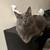 Cats 1 thumbnail