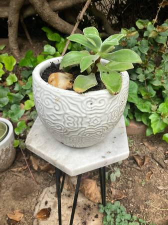 Succulent in nice pot on plant stand + many more plants! 1