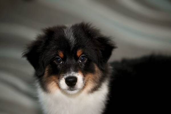 Rescued dog - aussie cross 1