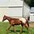 YP Grand Face, ‘24 Appaloosa gelding 3 thumbnail