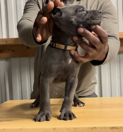 AKC/ICCF Cane Corso (Atlanta)63922481685762120