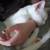 Pure white kitten 2 thumbnail