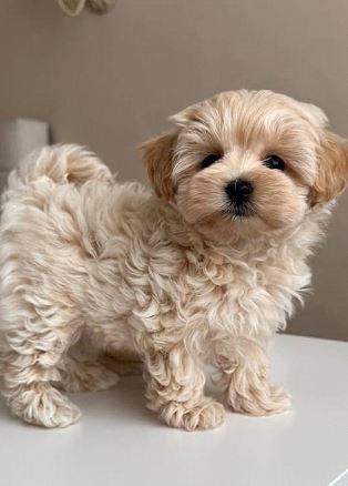 FriendlyMaltipooPuppies 1