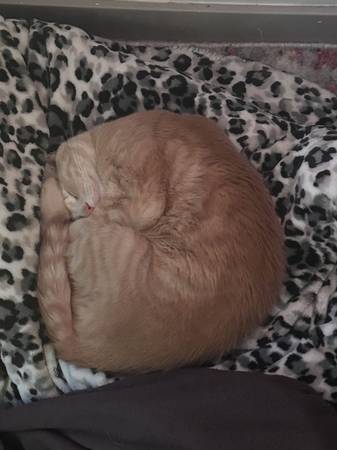 Orange Tabby to be Rehomed (Portland)63842371634177120