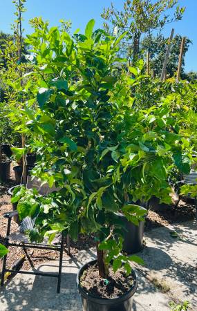 Marvelous Mandarin Trees 1