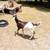 nubian buckling 2 thumbnail