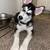 4 month old female husky:) 2 thumbnail