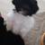 Maltese Shih tzu 4 thumbnail