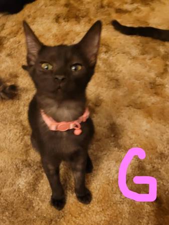 kittties 1