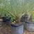 Tropical Hedges Plants (for Privacy) Podocarpus starting at : 18 thumbnail