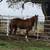 Ranch Gelding 3 thumbnail