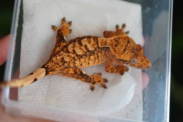 Crested, Gargoyle, and Leachianus Geckos64292512102658123