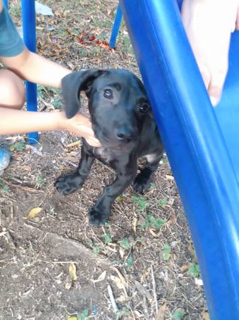 Female puppy63622370902657123
