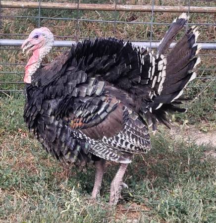 Turkey 1