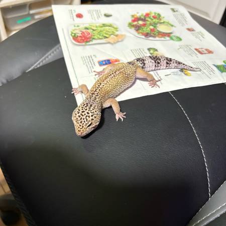 Leopard gecko (Covington)63881507681025120