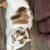 5 year old cat needs rehoming 1 thumbnail