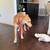 Found Dog 7-6-25 2 thumbnail