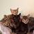 Kittens 4 thumbnail