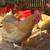 Laying Hens Leghorns or Buff Orpingtons 4 thumbnail