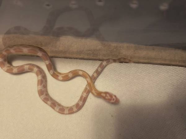 Male snow corn snake 1